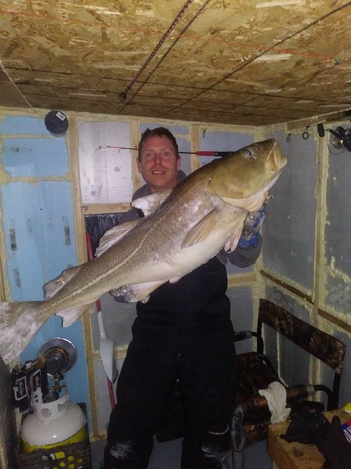 Une morue monstre récoltée dans la baie des Ha! Ha!