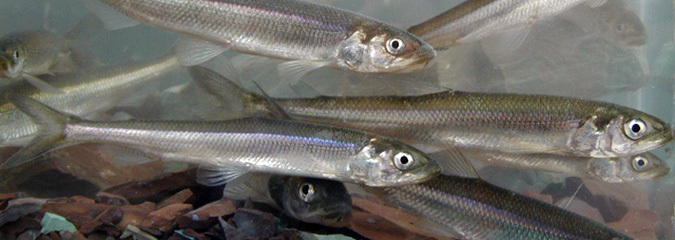 Les pêcheurs d'éperlans font le don de petits poissons pour Moisson!