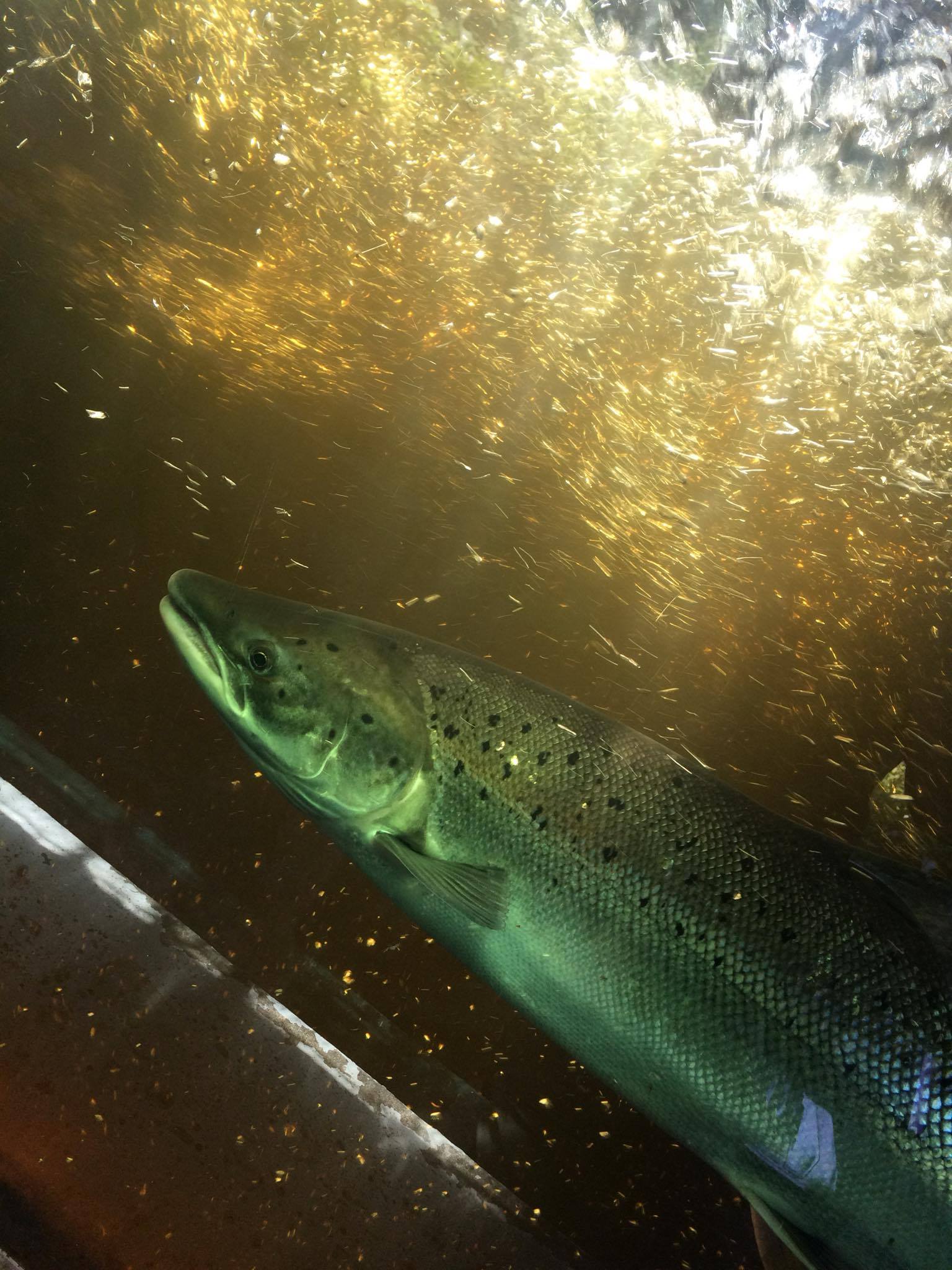 Bilan positif de la montaison des saumons de la rivière Jacques-Cartier