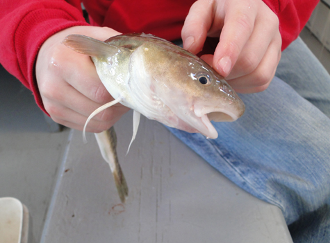 Une technique facile et rapide pour cuisiner votre petit poisson des chenaux