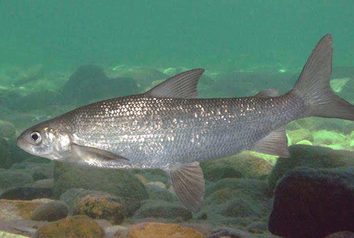 Québec modifie la période de pêche du « pointu » dans la rivière Touladi